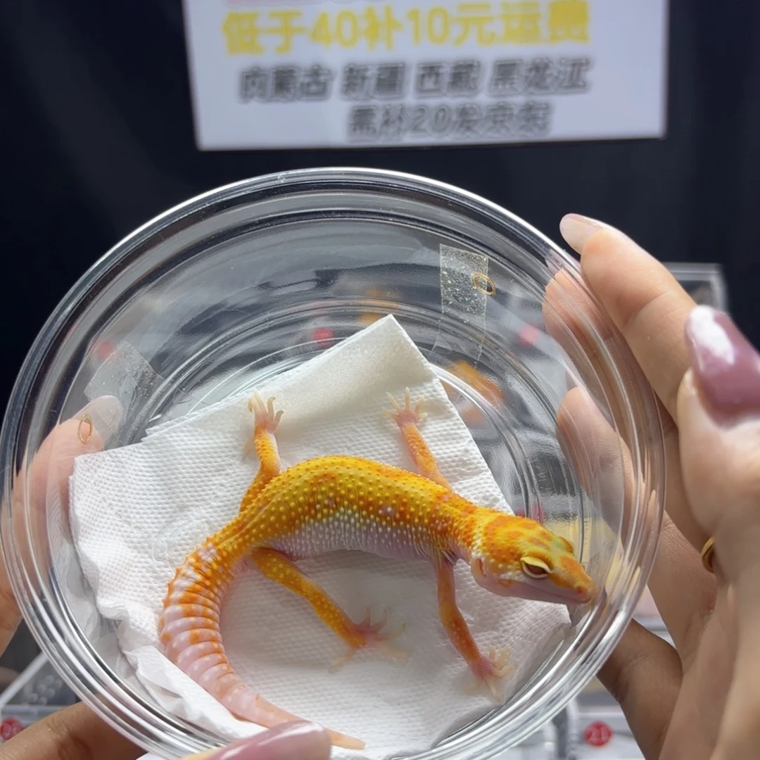 豹纹守宫白黄蜡笔暴龙公