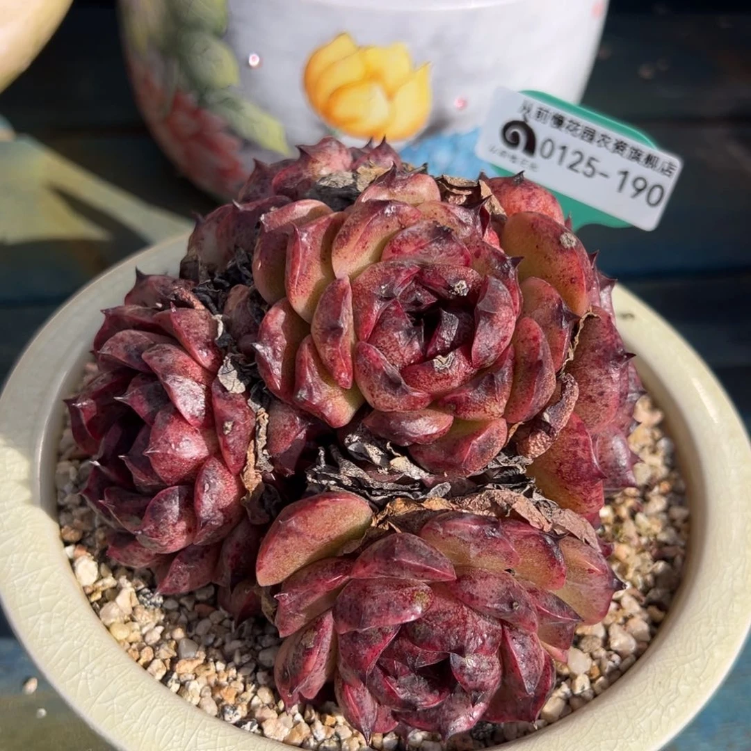 从前慢多肉精选编号0125.190