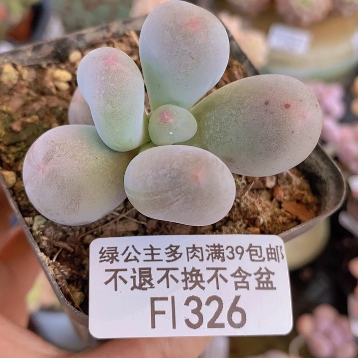 米可奶6cm326多肉植物