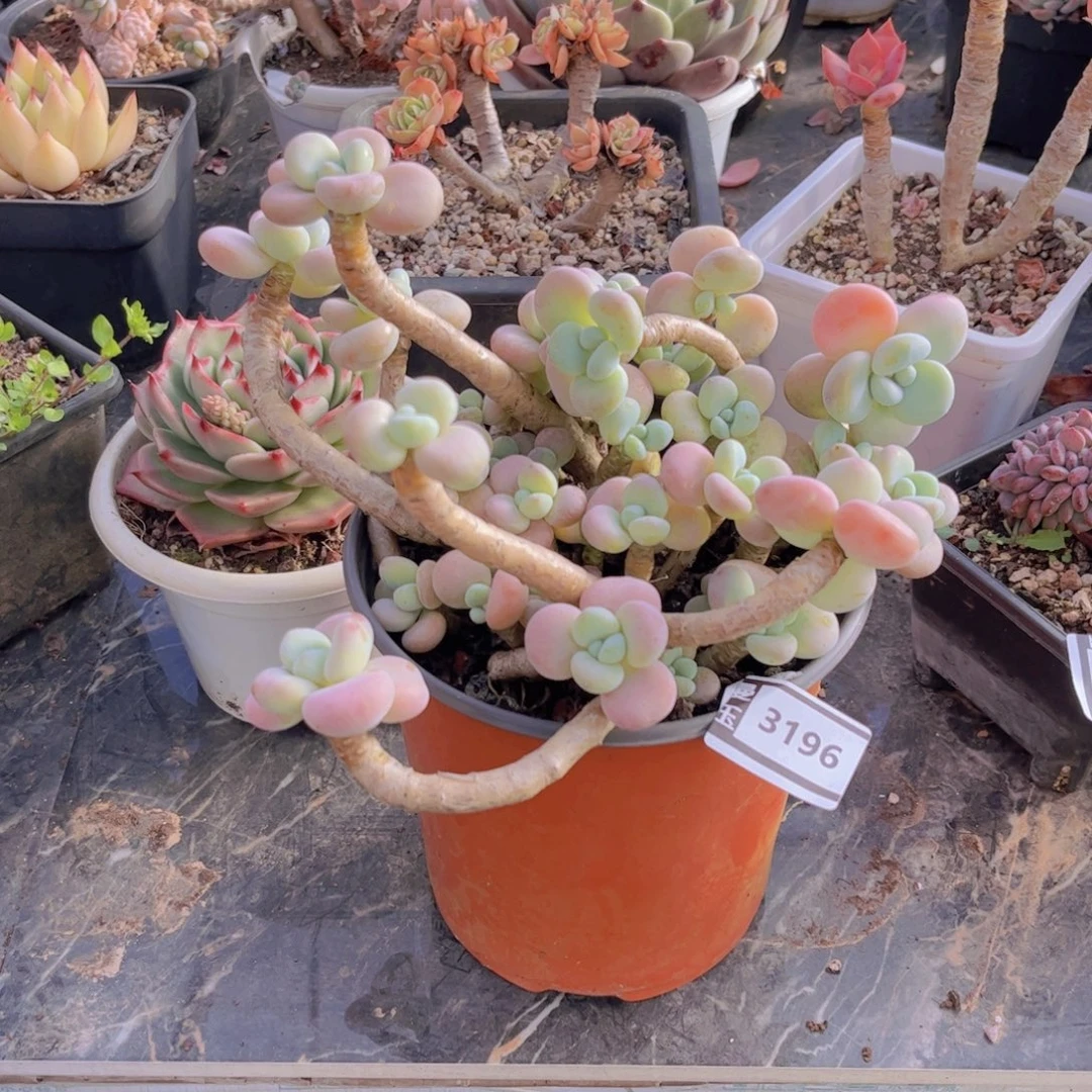 洛神多肉植物3196