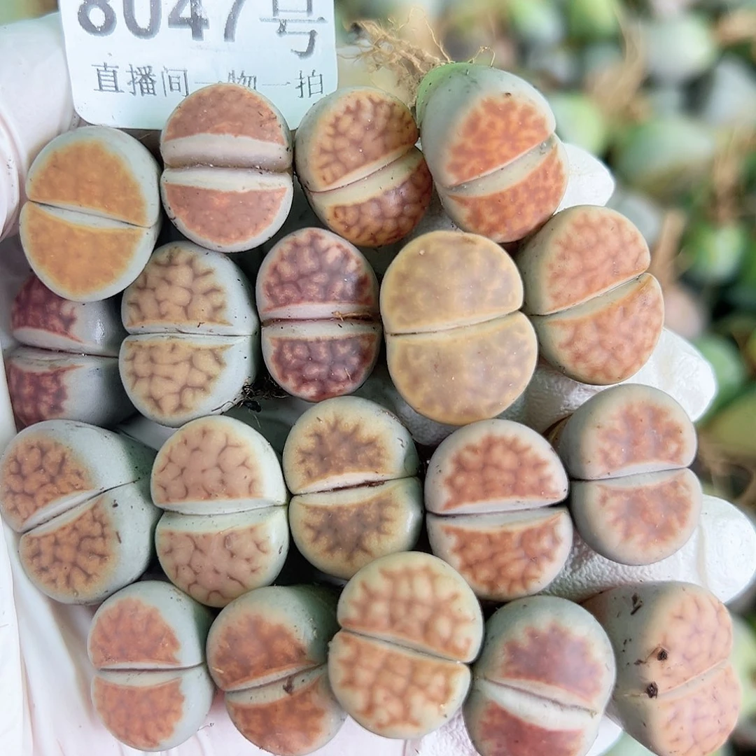 8047 好养易活生石花大母本19个