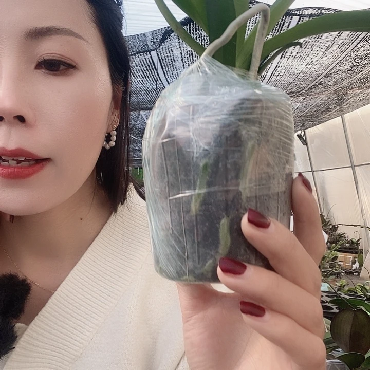 无花朵蓝色梦幻蝴蝶兰