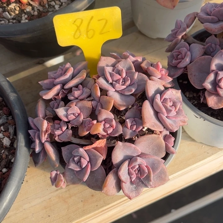 每***肉彩虹糖多肉植物8 6 2