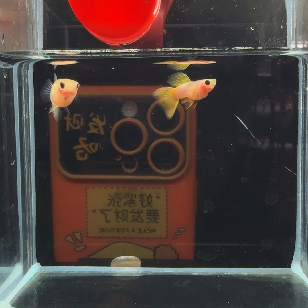 孔雀鱼幻彩短体一组25