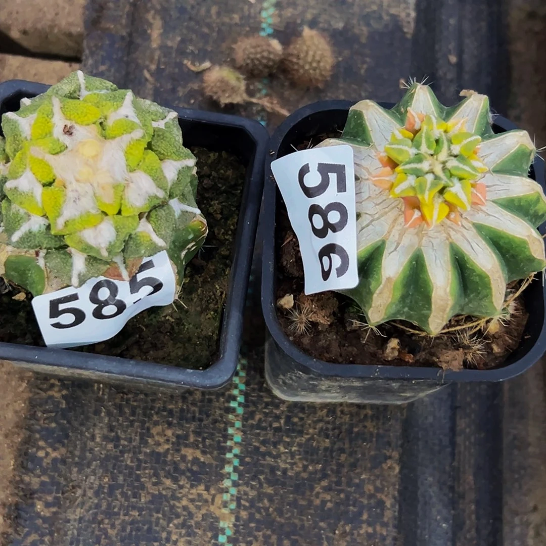 苍***白无花朵两颗黑牡丹锦585.586