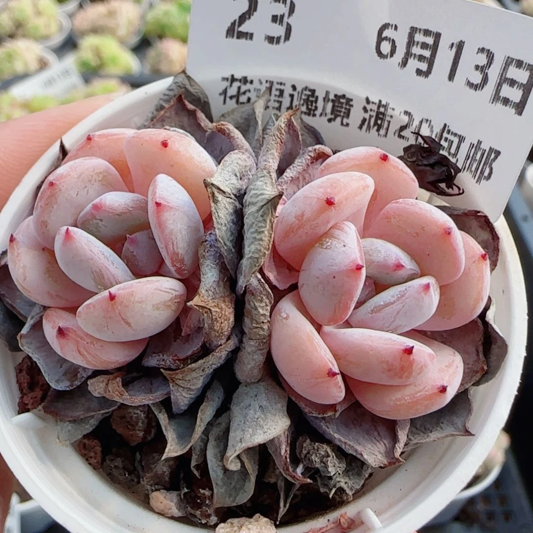 花语逸镜0613-23杂交