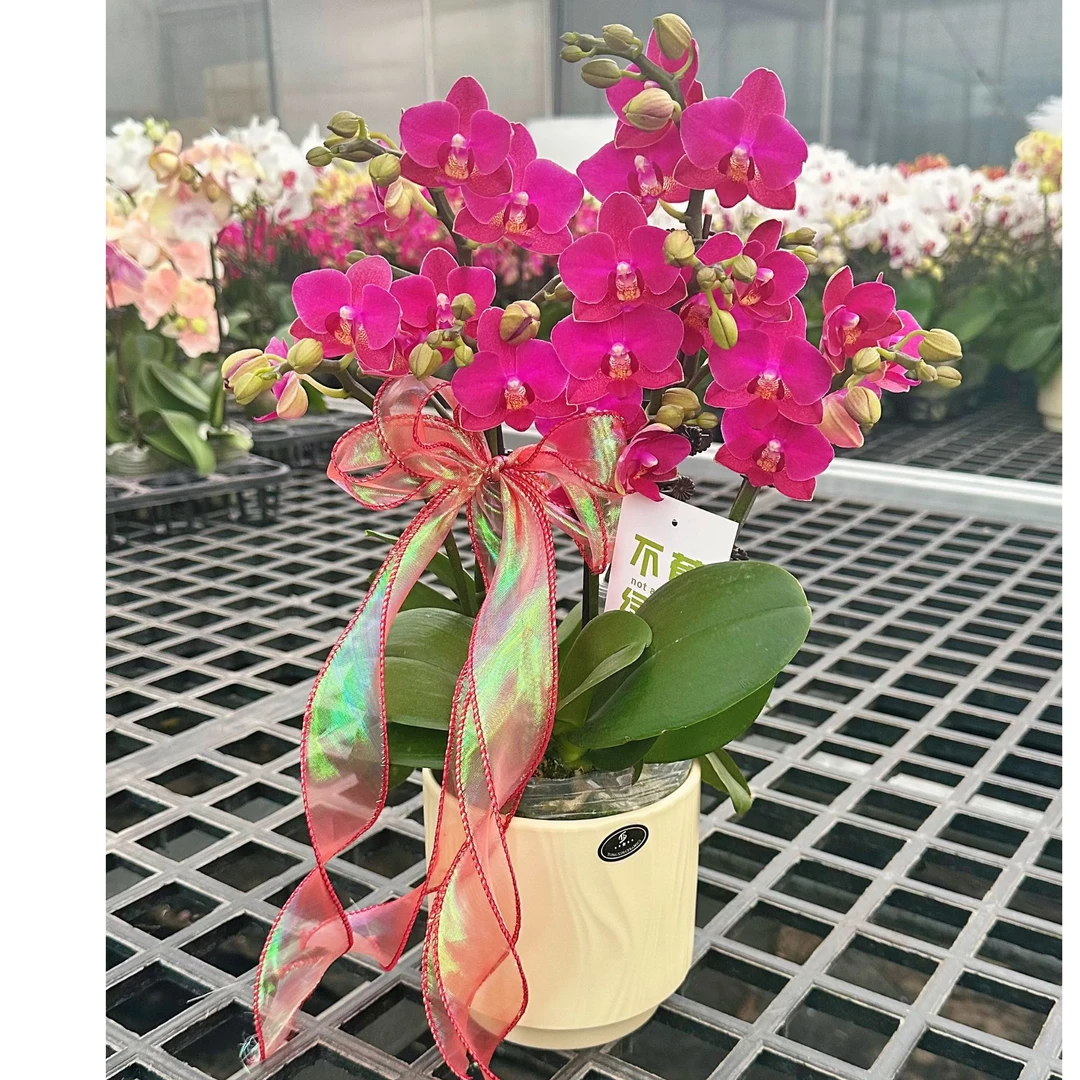 【满堂红组盆】蜡质花（红色系）耐活好养办公室客厅蝴蝶兰发货