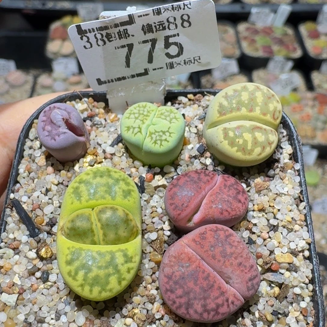 Ssss精品生石花775怪