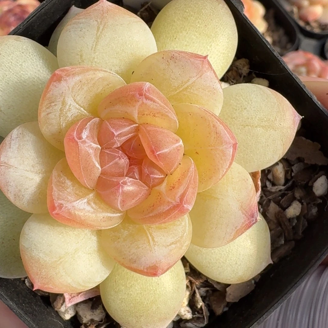 0181-玉壶单头一颗