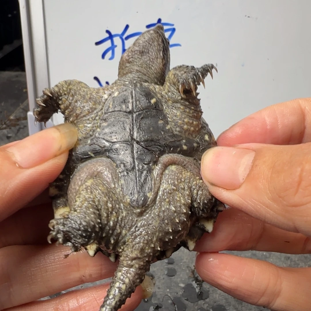 小鳄龟不分公母The