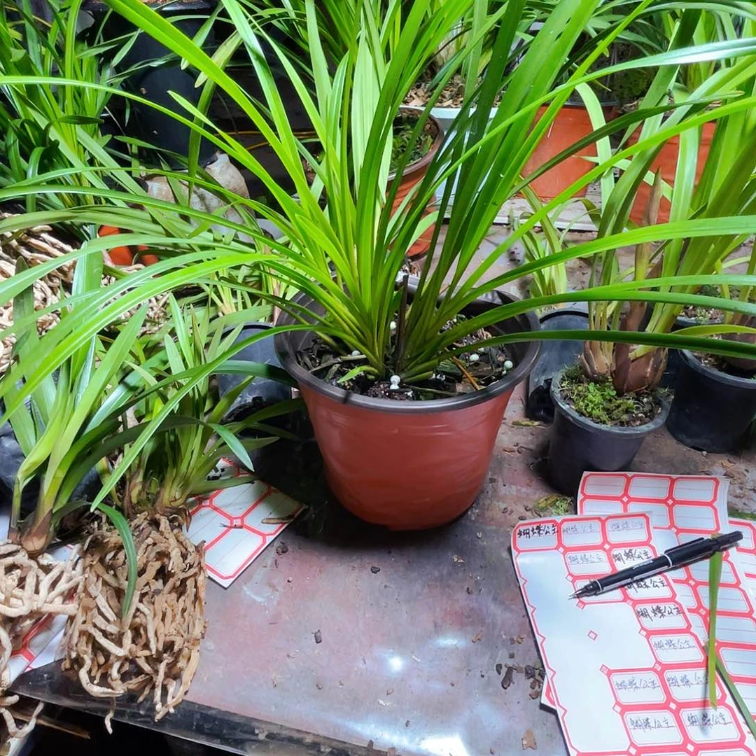 无花朵独占春秋！花开得灿烂时最灿烂