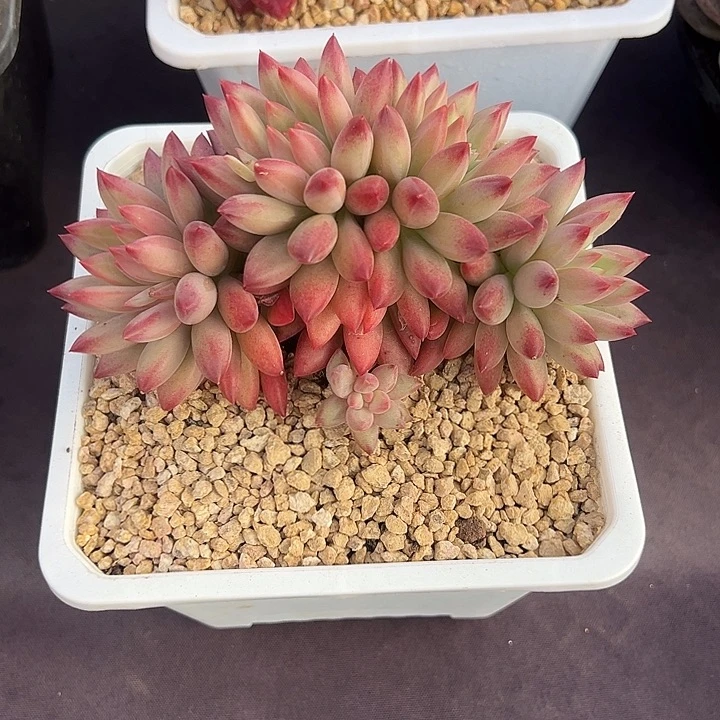 车厘子小树朵朵多肉