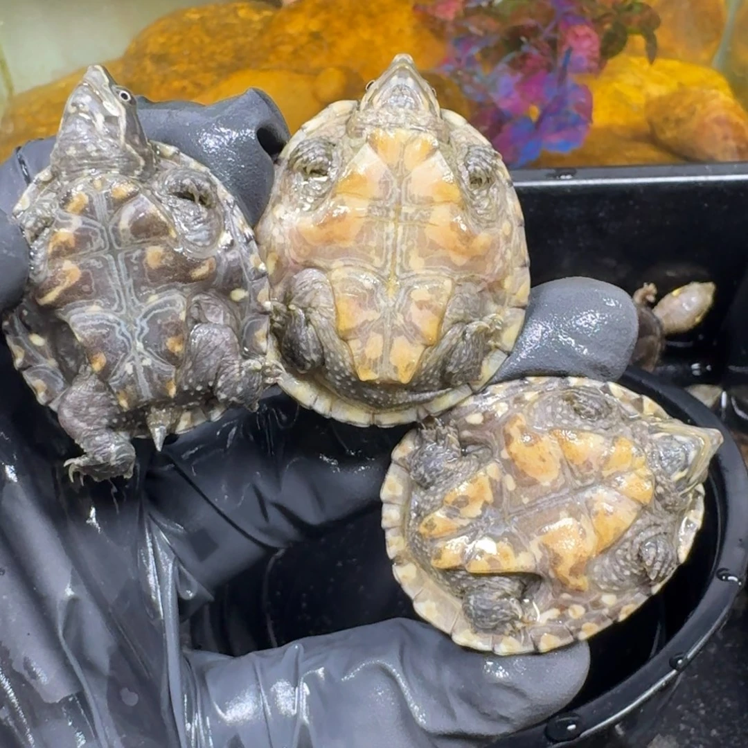 蛋龟不分公母麝香