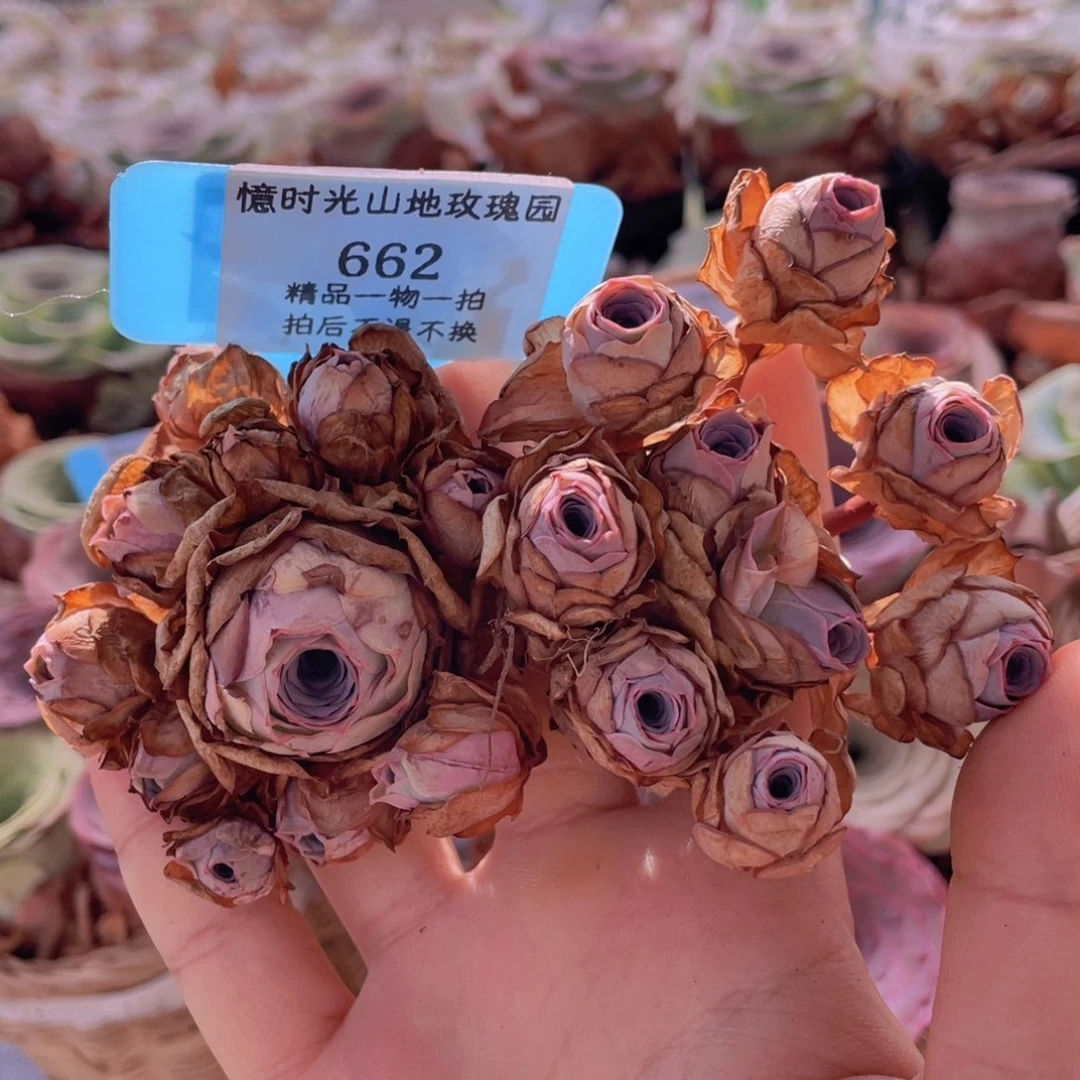 ✾***೨山地玫瑰662断枝不包损不售后