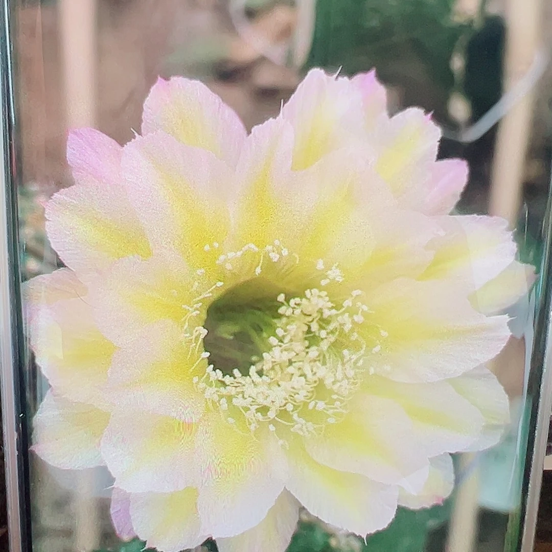 彩草奶酪侧芽 20 包邮