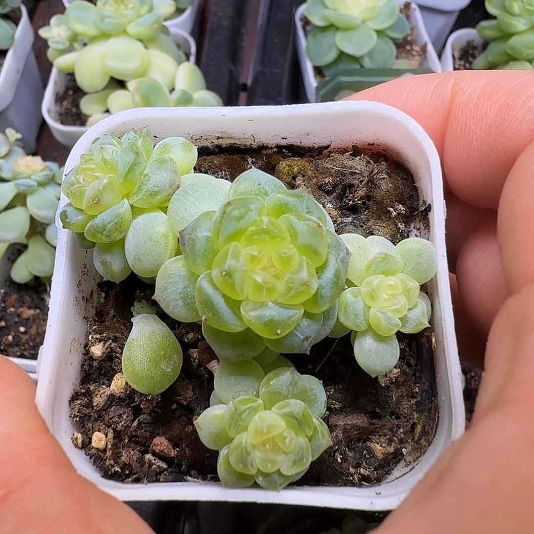 竹马甜心三头朵朵福利