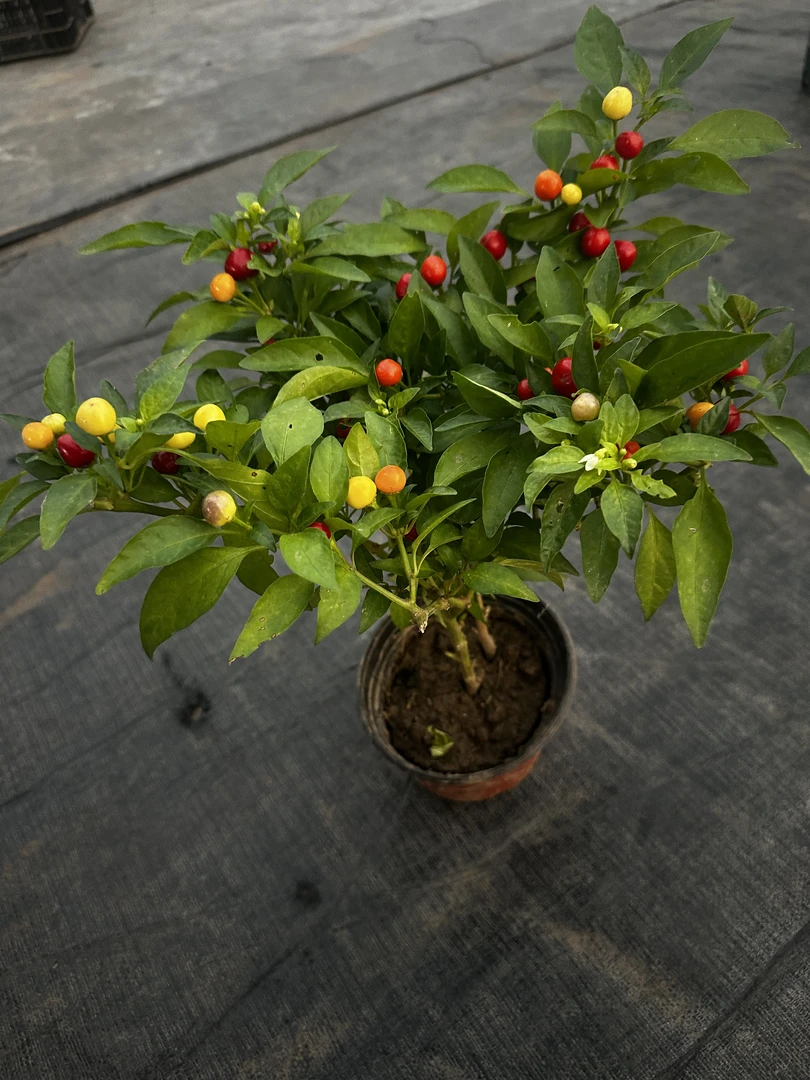 五彩椒辣椒盆栽带果适合庭院阳台种植观赏花卉绿植