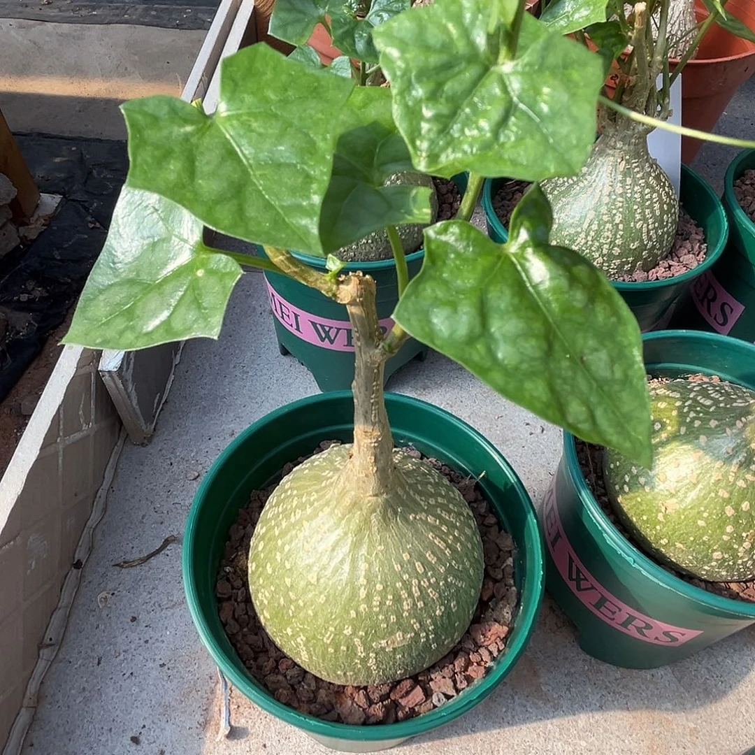 汤圆植物银叶睡布袋1