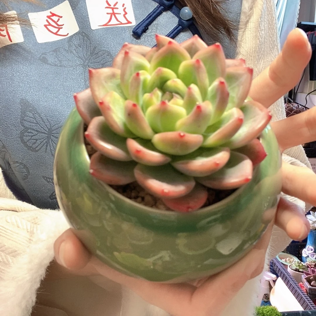 带盆土发货，所见所得