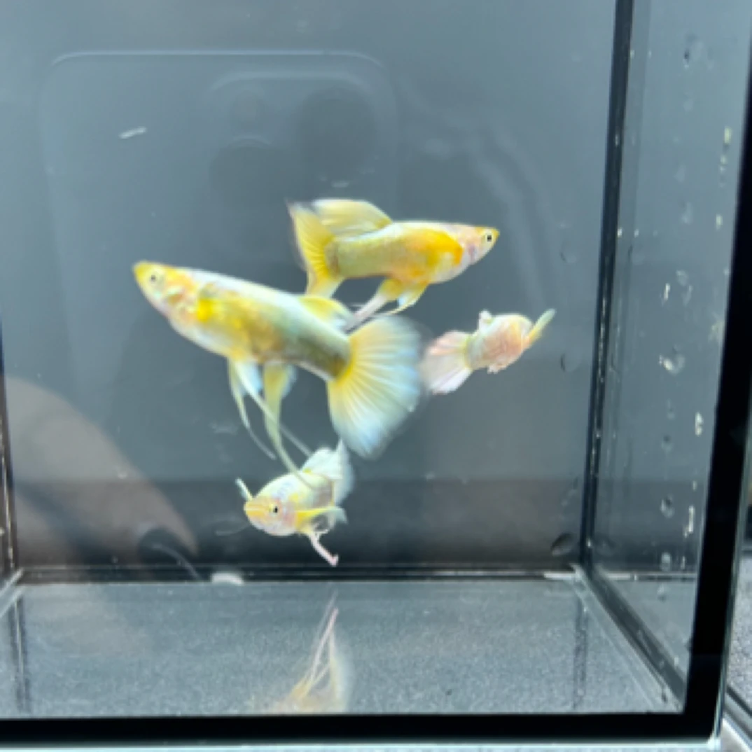 精品种鱼满麟黄金金丝缎带孔雀鱼