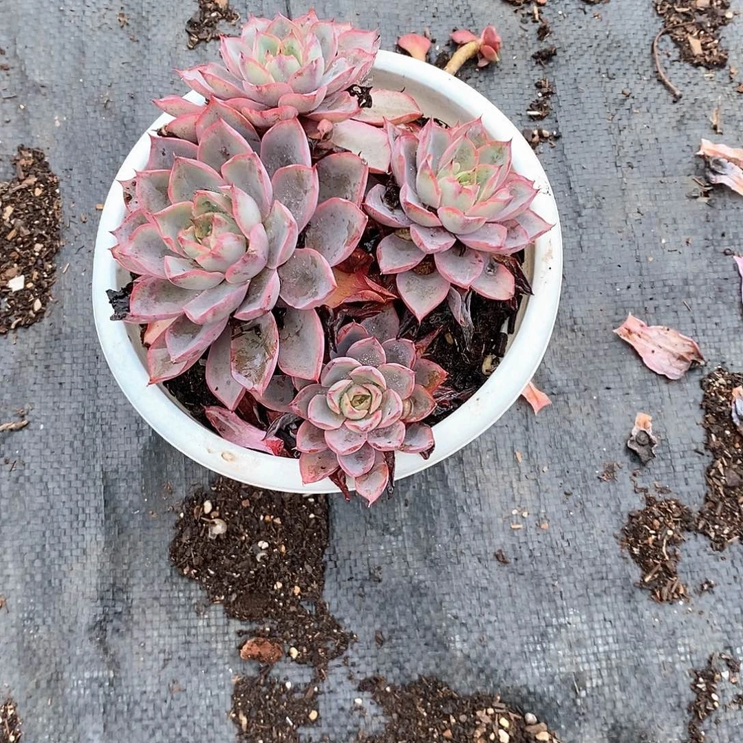 及***'赫拉多肉一颗定向脱土发