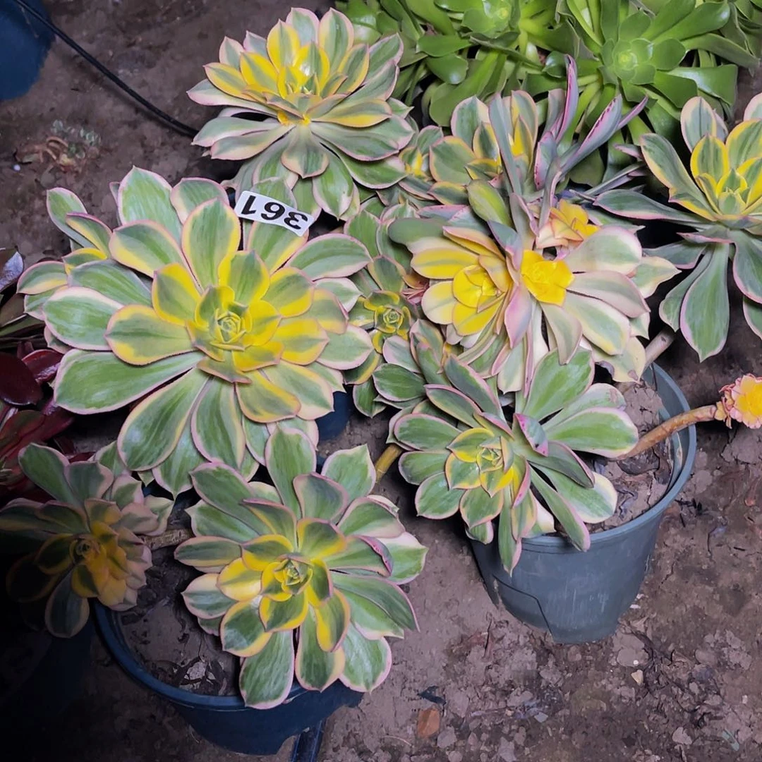 法师三盆13/32包邮法师