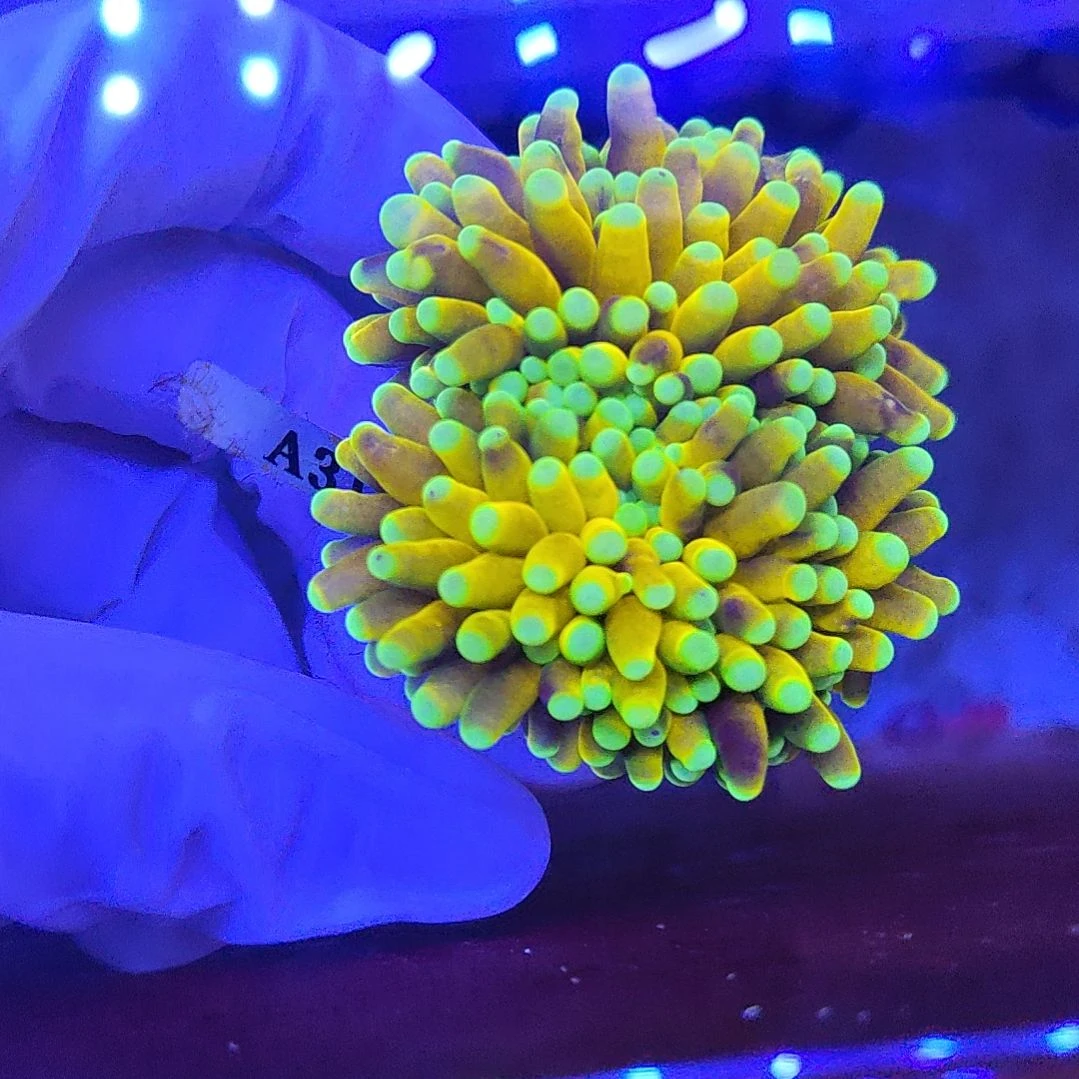 智海珊瑚馆竞拍链接