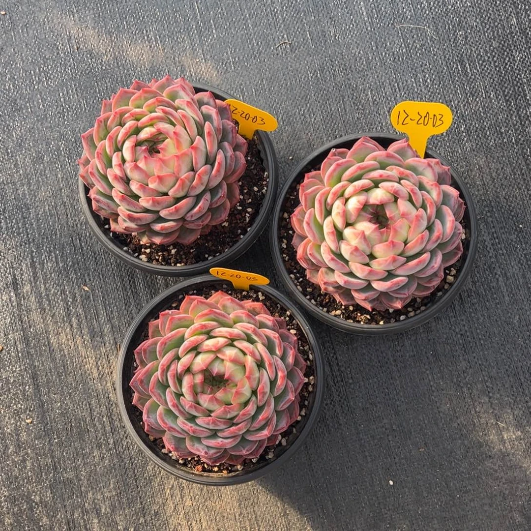 12-20-04三颗草莓樱桃多肉植物