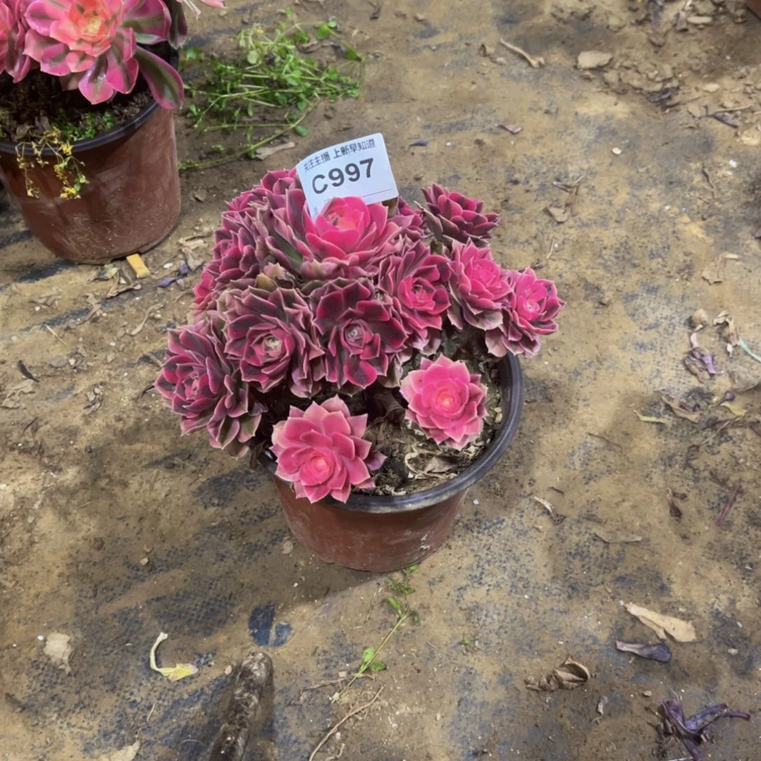 醉*花多肉997粉女巫法师