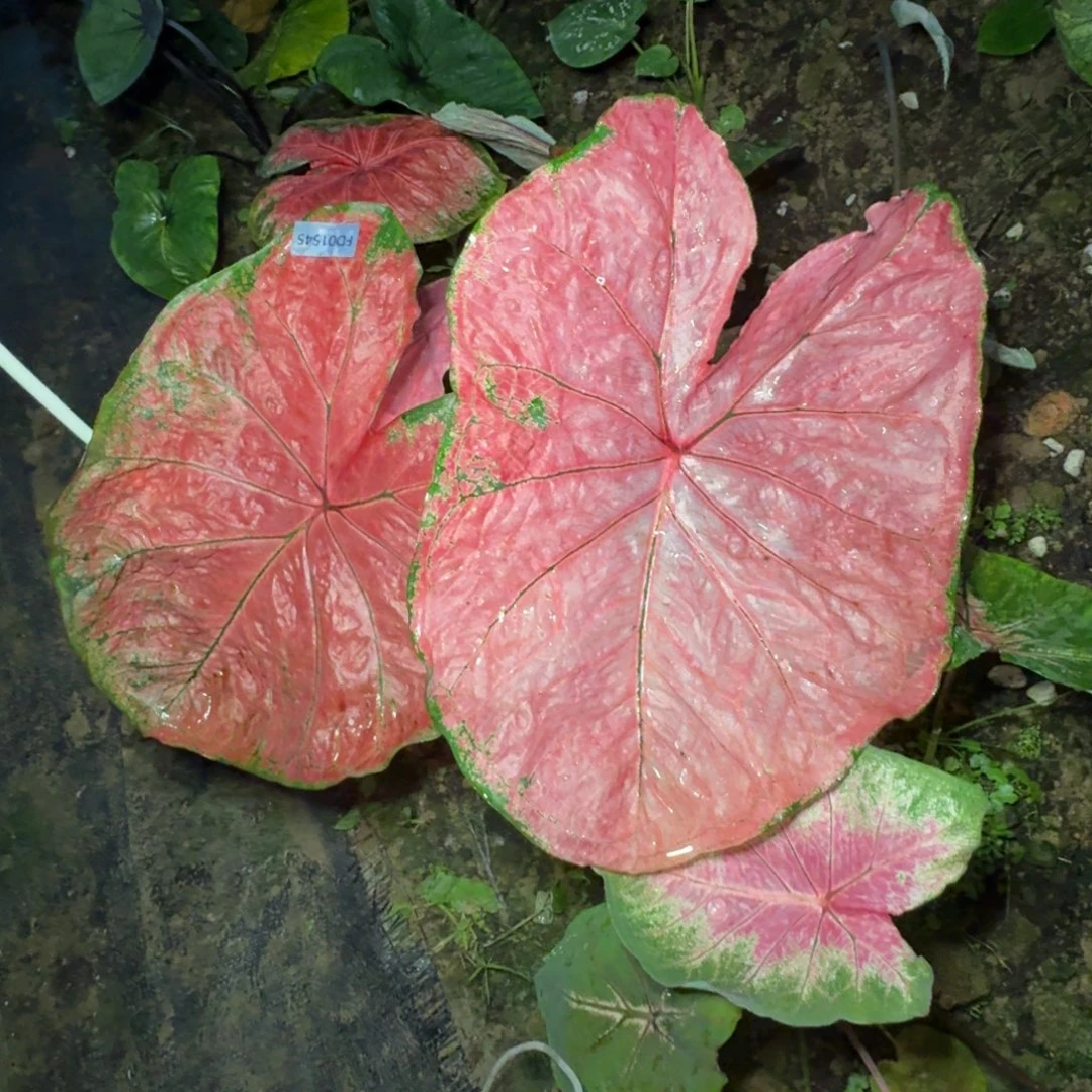 Z***z无花朵莫妮卡寄养01545