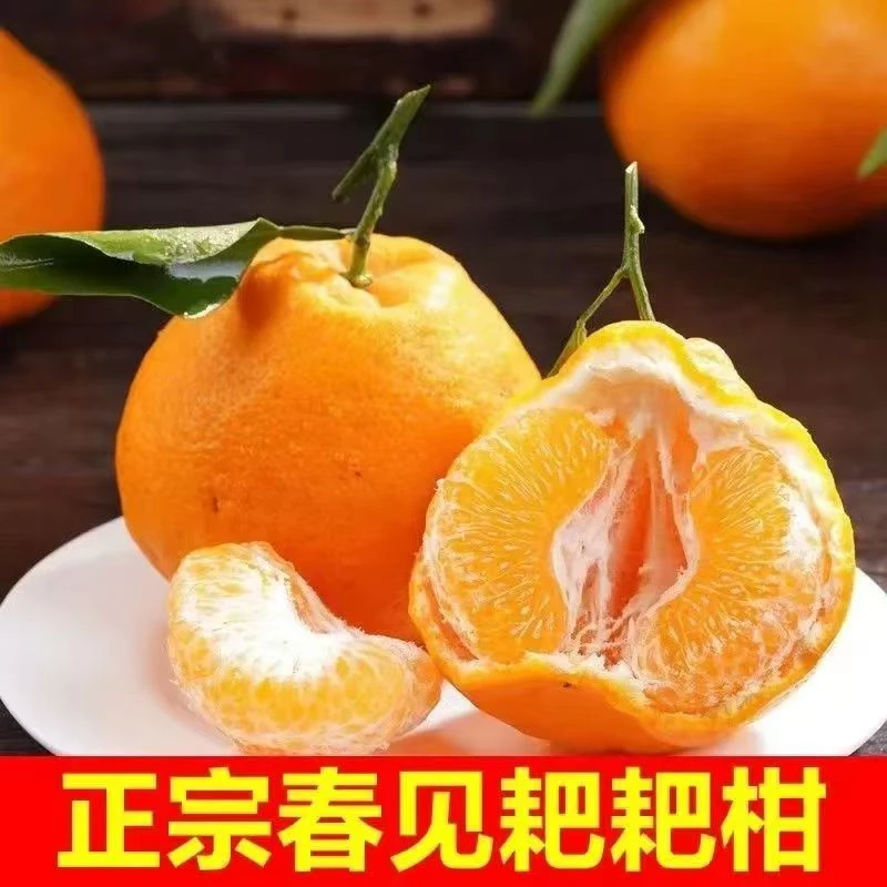 【新鲜水果】正宗四川春见耙耙柑新鲜水果大果带箱5斤【9-12个】