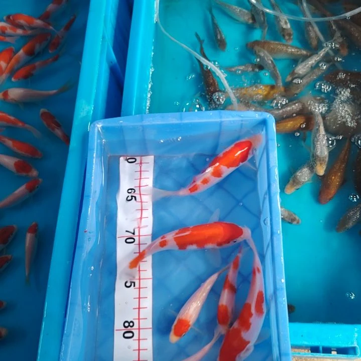 海水顺丰包邮开箱包活1