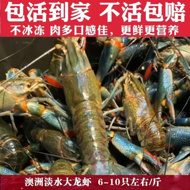 鲜活澳洲淡水蓝龙虾小龙虾顺丰生鲜空运