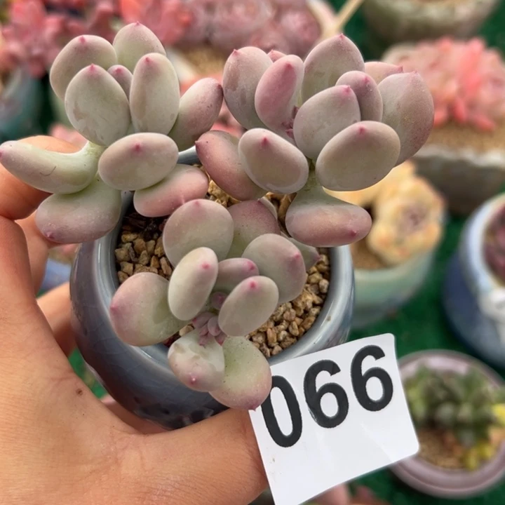 小**.066多肉植物组合盆栽