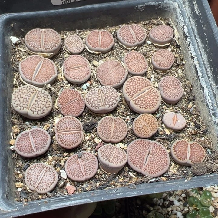 【闪购商品】 274。