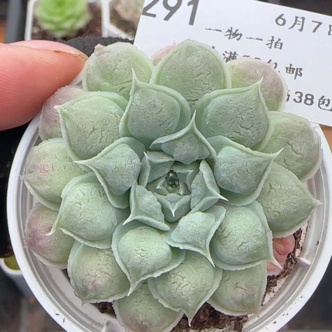 0607-291雨滴优选