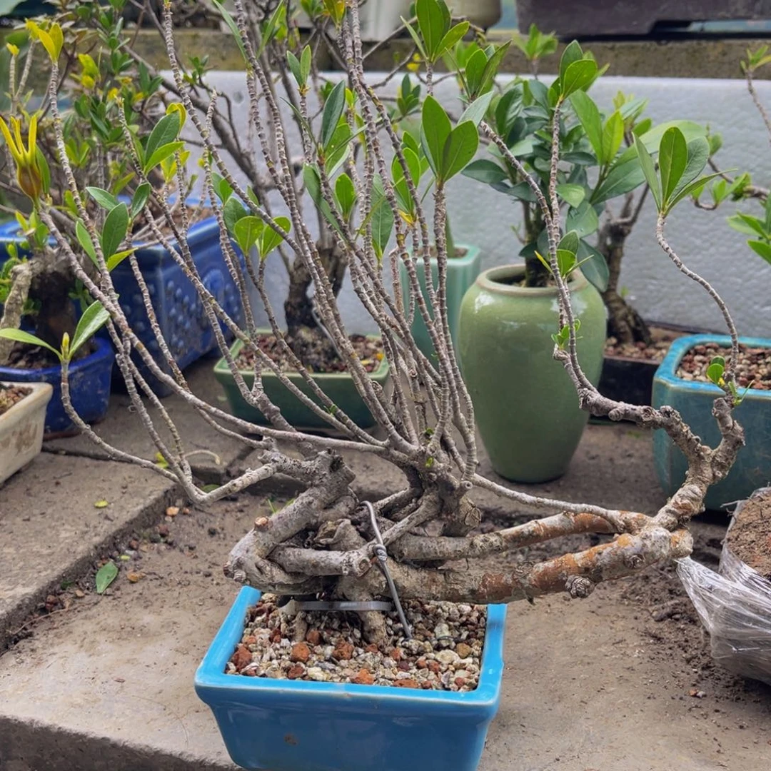 当前无花朵，栽培后可花朵