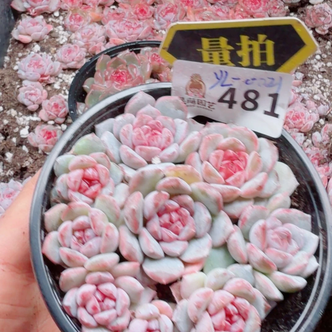 多肉植物多肉植物