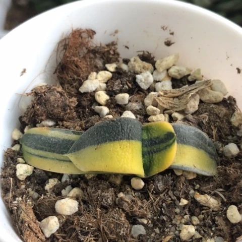 蜗牛锦带盆发货哈哈哈
