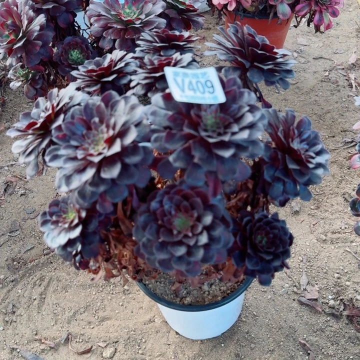 409黑铜壶官服25左右2