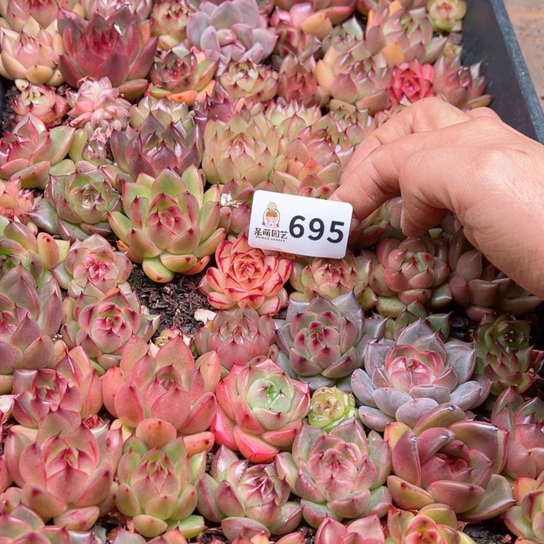 川*?多肉植物多肉植物