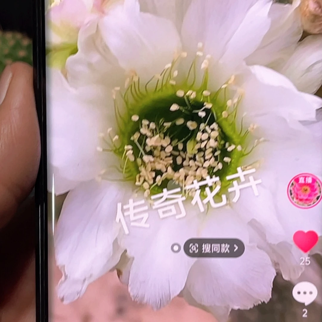泇***园白花绿喉侧芽 歪 满20包邮3公分