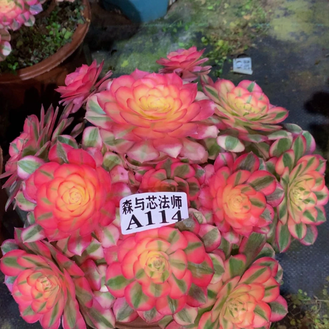 【闪购商品】114倾城