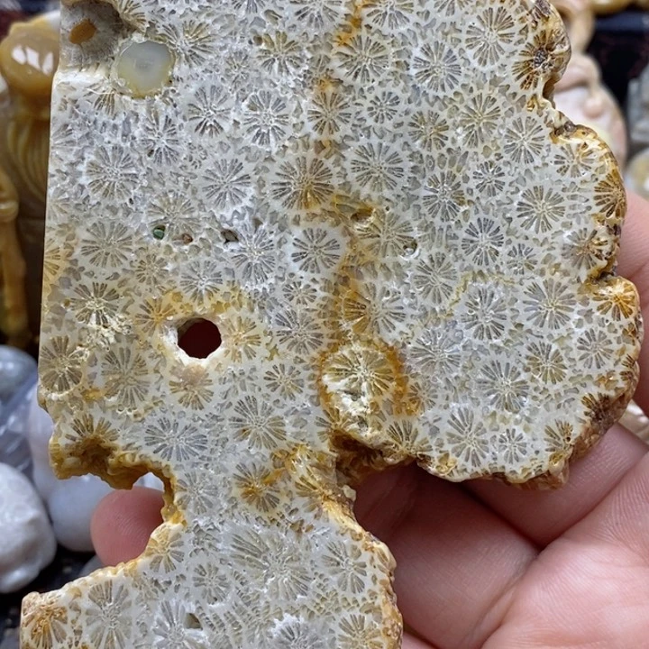 颈饰未镶嵌硅化珊瑚（珊瑚玉）