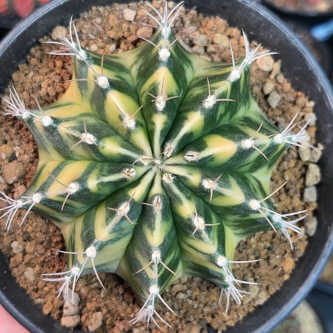 泰系实生米哈仙人球800