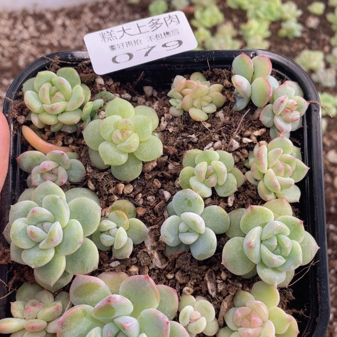 糕大上多肉植物79