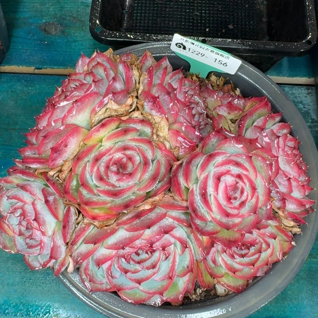 从前慢花园多肉编号1229-156