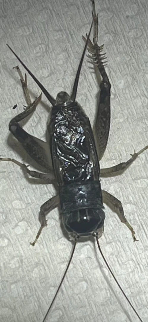 上海嗨卫仿秋蟋蟀