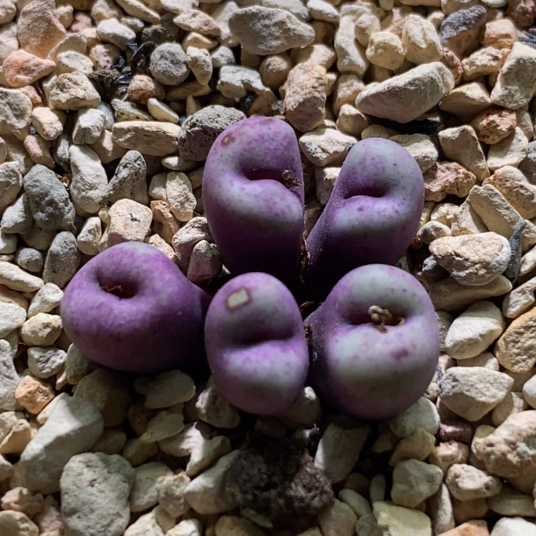 好看好看贝特芬一颗