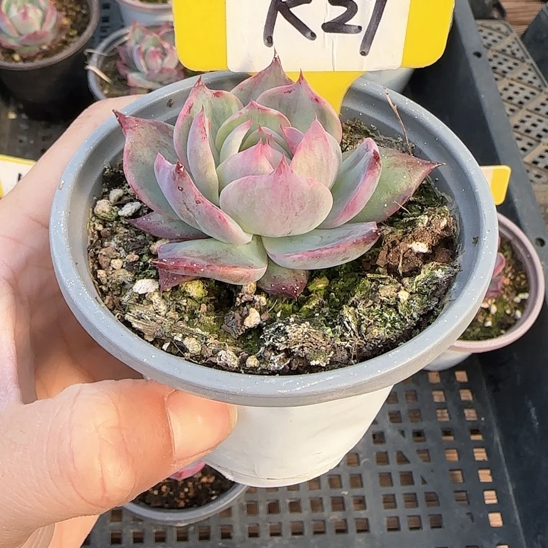 ?****?K29惊鸿单头多肉